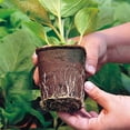thumbnail image 4 of Maceta Para Plántulas Copas Para Plántulas De Fibra Biodegradable, Bandeja Para Plántulas Maceta Para Macetas Bandejas De Inicio Y Bandejas Para El Crecimiento De Semillas Rejilla De Cultivo - 3,5 X 3 Muyoka Hogar, 4 of 6