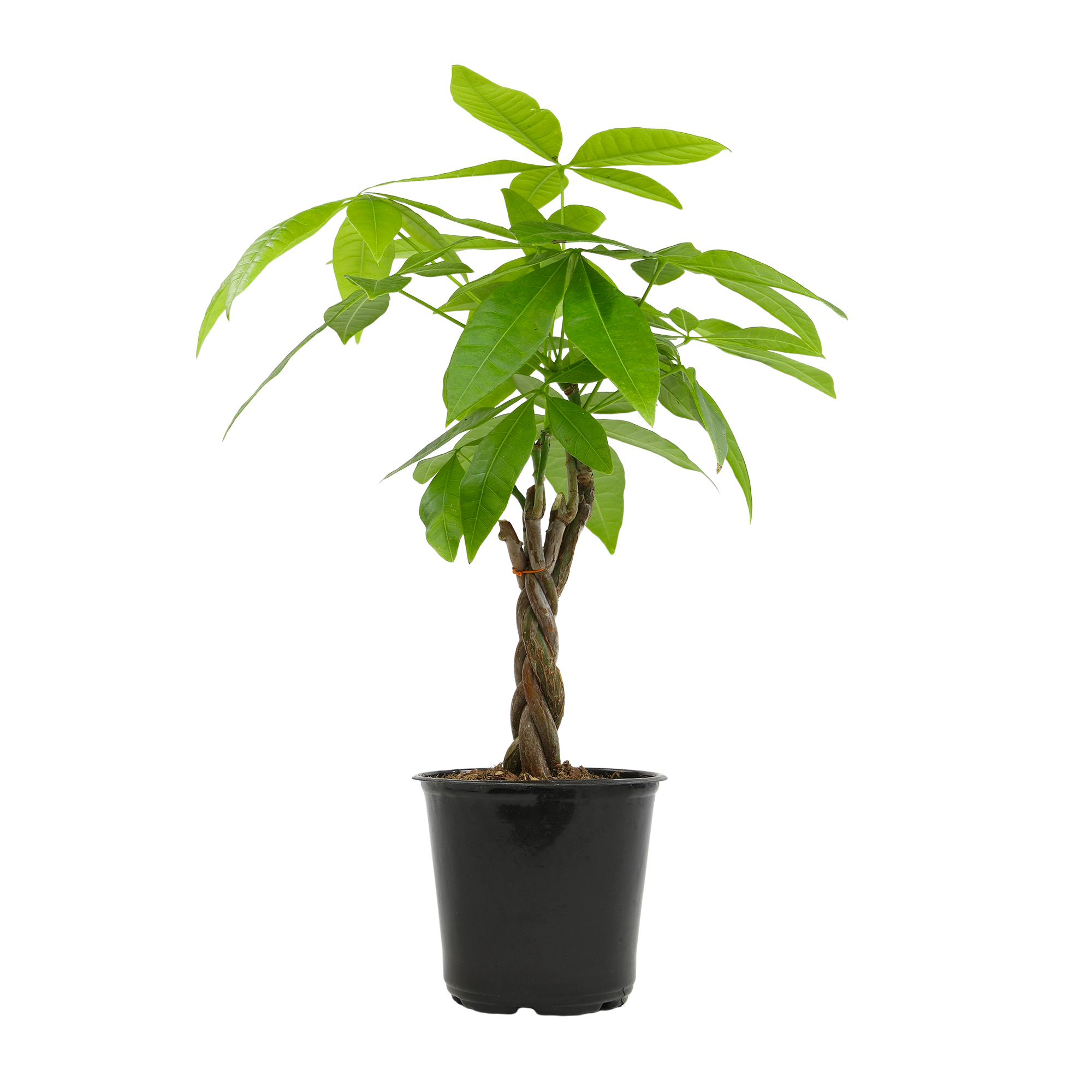 Money Tree, Pachira | Easy & Pet Friendly | 4.25" Grow Pot | Partial Sun | Element by Altman Plants