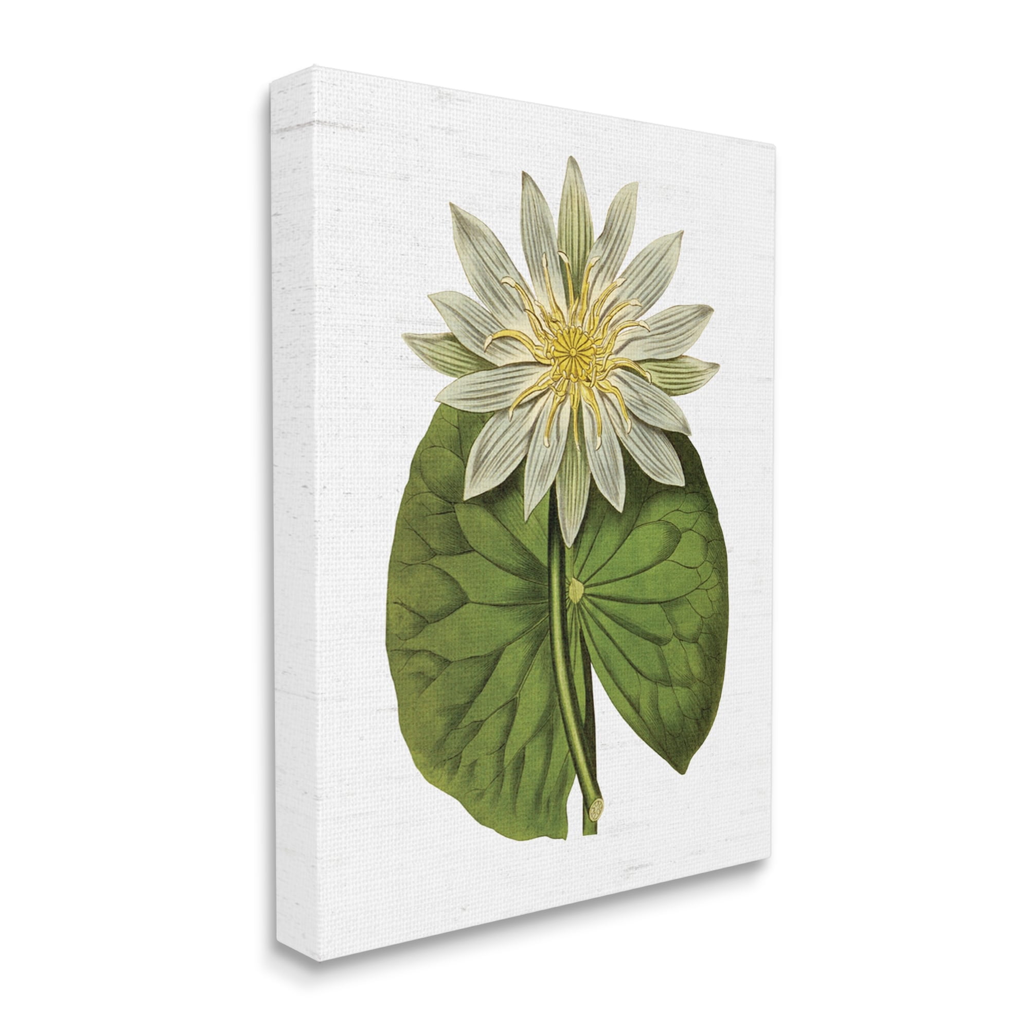 Stupell Industries Vintage Water Lily Floral and Pond Plant Pad,24 x 30, Design by Lettered and Lined