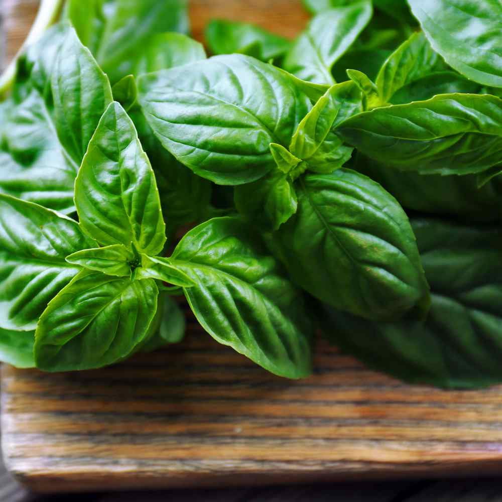 Basil Seed - Large Leaf Sweet Basil Herb Seeds - 1 LB
