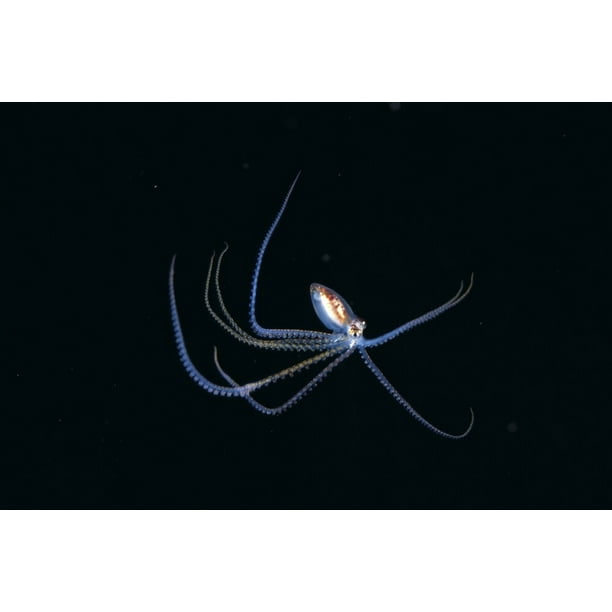 Australia, Pelagic Octopus (Octopus Sp?) Midwater Black ...