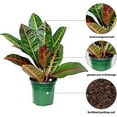 thumbnail image 2 of Live Croton Petra, Variegated Tropical Plant, Miracle Bush, Garden Croton, Mother's Day Gift, Valentine's Gift, Office Potted Plant, Mom Birthday Gift, Housewarming Gift in 4" Pot, 2 of 5