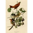thumbnail image 2 of Vintage Apple Collection 13x18 Black Ornate Wood Framed with Double Matting Museum Art Print Titled - Summer Red Bird, 2 of 4