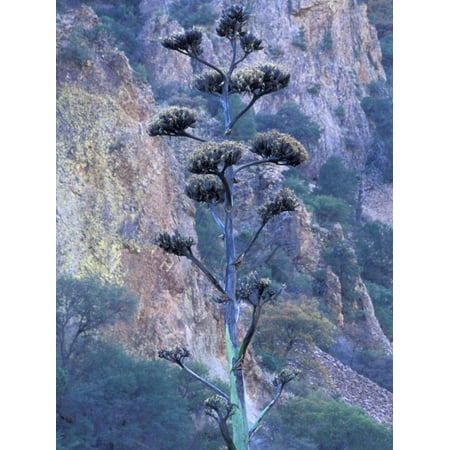 Agave, Century Plant, Big Bend National Park, Texas, USA Print Wall Art By William