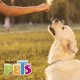 thumbnail image 2 of Palitos de carnaza Natural Fancy Pets 20 pz, 2 of 2