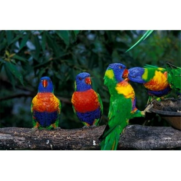 Danita Delimont PDDAU01PSK0175 Australia East Coast Lorikeets Birds in A Row Poster Print by Peter Skinner, 27 x 18
