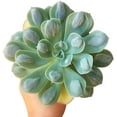 thumbnail image 3 of Halloween Spooky Succulent Pack - 8 Succulents, 3 of 8