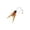 Orange, variant on FastXmas Realistic Insect Refills for Cat Teaser Wands - Interactive Crawler Toys, Natural Colorful Fly Realistic Flying Bugs Excluding Rod(1.8 x 3.5 Inch)
