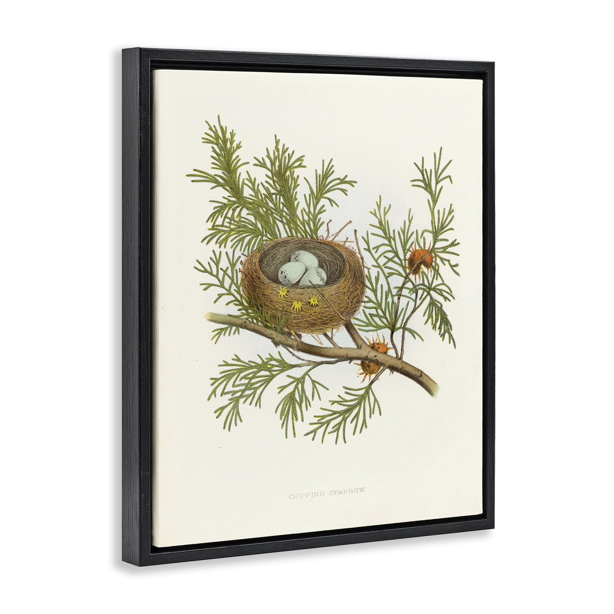 Stupell Industries Forest Bird Nest on Branch Plants & Flowers Painting Black Floater Framed Canvas Art Print Wall Art, 17 x 21