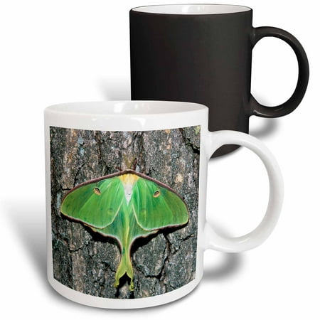 

3dRose Female Luna Moth insect - NA02 AJE0297 - Adam Jones Magic Transforming Mug 11oz
