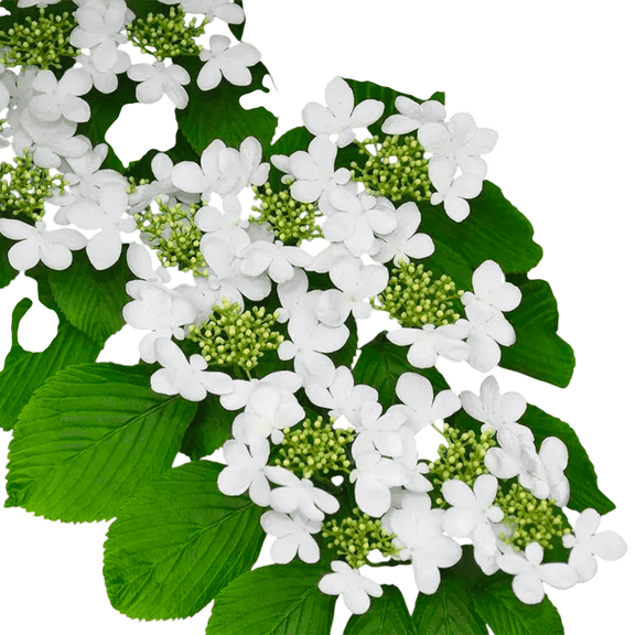 Shasta Viburnum Live Shrub – 1 Gallon