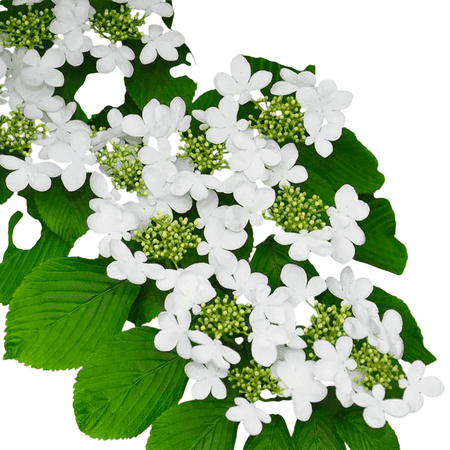Shasta Viburnum Live Shrub – 3 Gallon