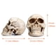 thumbnail image 5 of Resina cráneo decoración artesanía figurillas casero bar escritorio accesorios decorativos estilo gótico estilo de vida enseñando apoyo para fiesta de halloween Kearding HA011077-00B, 5 of 7