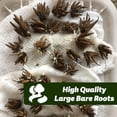 thumbnail image 3 of GSDWIUEW Ranunculus Bare Roots for Planting Canada, Perennial Flower Ranunculus, Easy to Grow, Ranunculus Bare Roots for Spring and Autumn Planting Home Garden Indoor and Outdoor(Mix,10 Pack), 3 of 6