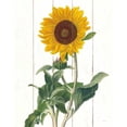 thumbnail image 2 of Schlabach, Sue 26x32 White Modern Wood Framed Museum Art Print Titled - Cottage Sunflower, 2 of 4
