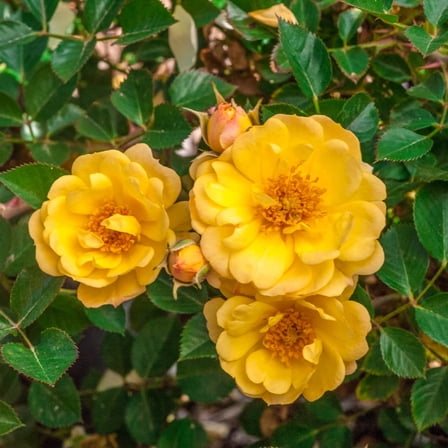 Sunshine Happy Trails Dormant Bare Root Groundcover Rose, Includes one dormant plant per order