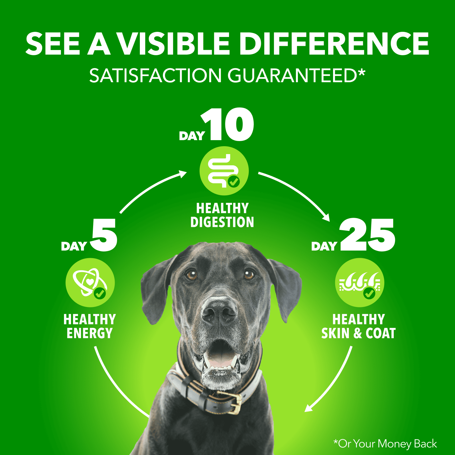 IAMS Proactive Health Chicken & Rice Adult Wet Dog Food