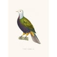 thumbnail image 2 of Coenraad Jacob Temminck 14x18 Black Ornate Wood Framed Double Matted Museum Art Print Titled - Magnificent Dove. (1838), 2 of 5