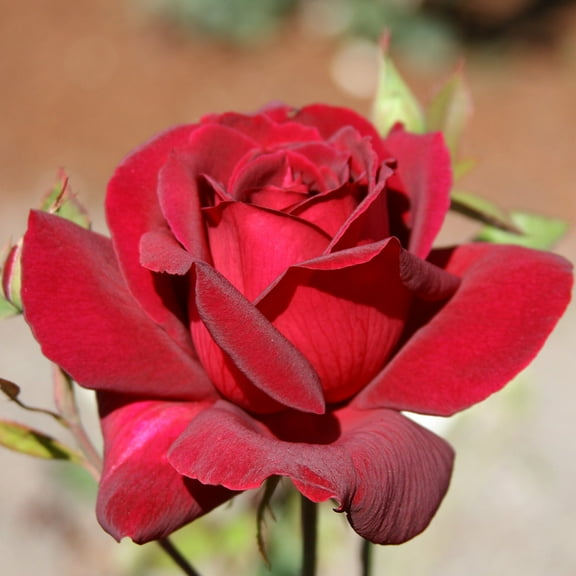 Heirloom Roses Red Rose Bush - Oklahoma Hybrid Tea , Live Rose Plant