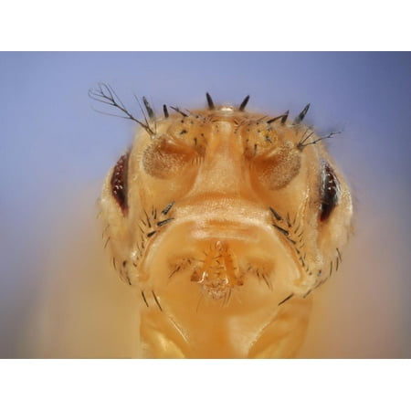 Stubble + Drop Mutant of the Fruit Fly (Drosophila Melanogaster) That Is Used as a Genetic Marker Print Wall Art By Solvin