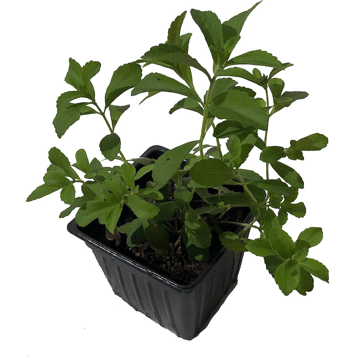 Stevia Live Plant, (Stevia rebaudiana) 2.5 inch Pot Candy Leaf Sweet