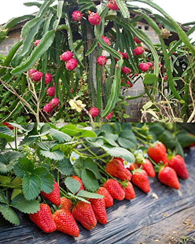BlackBerry Jays Seeds Fruit Combo Pack Raspberry Strawberry Apple 975+ Seeds UPC 600188190564 & 3 Free Packs of Raspberry Seeds Blueberry Organic