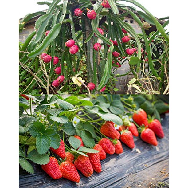 100pcs Fruit Seeds Set Dragon Fruit Seeds Strawberries Strawberry Seeds 100pcs Non Gmo Walmart Com