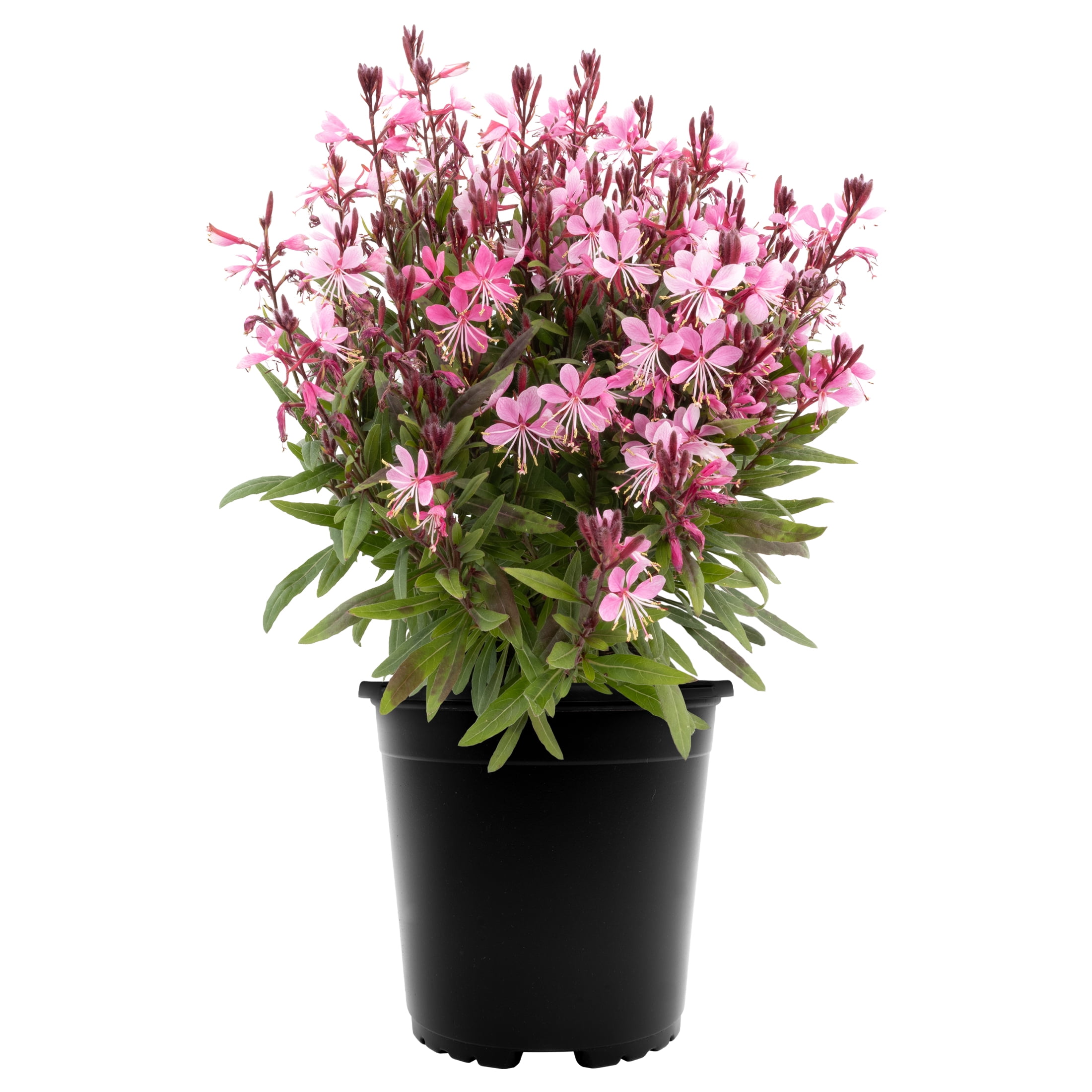 Expert Gardener 6in Croton Assorted Live Plants in grower pot