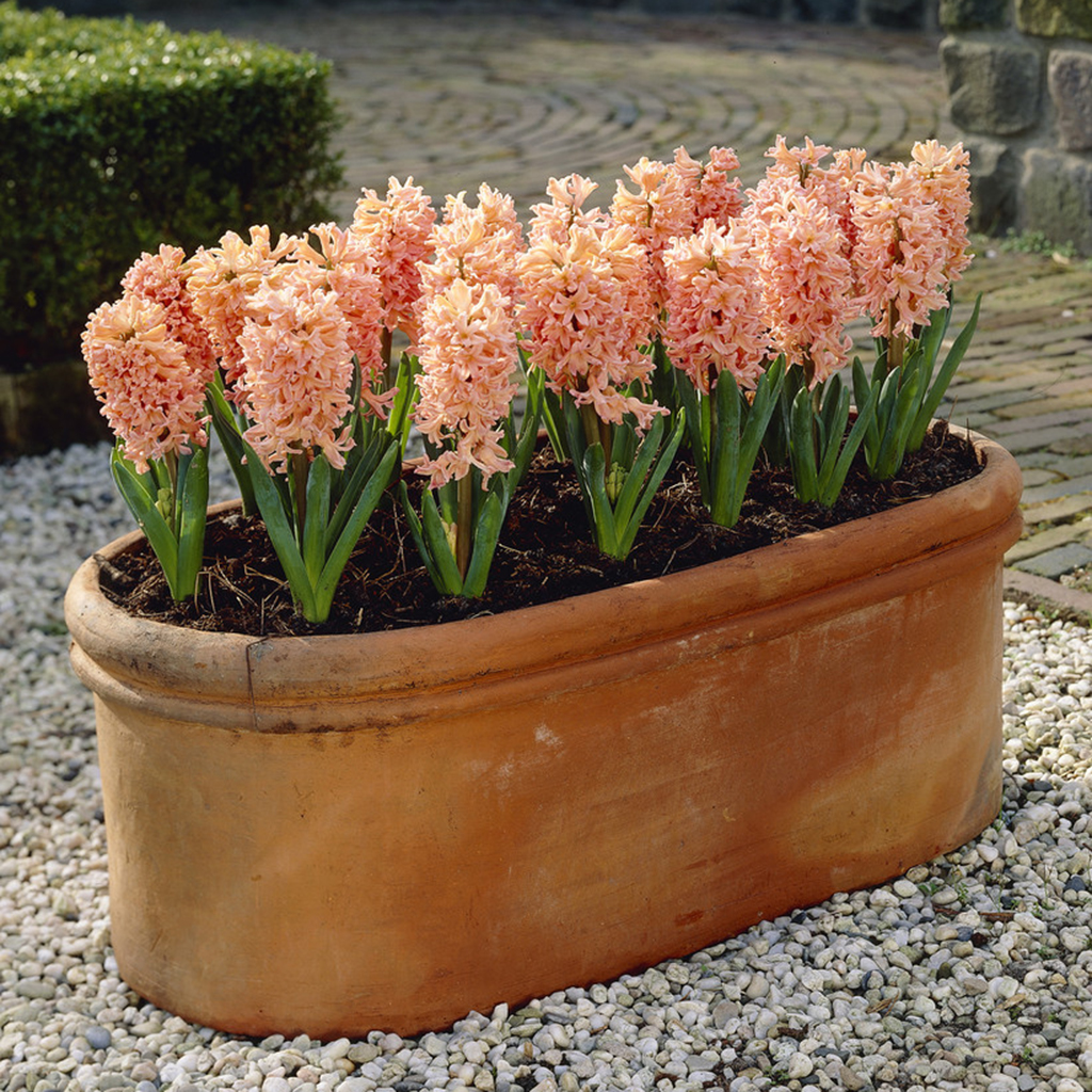 Van Zyverden Hyacinths Gipsy Queen Set of 10 Bulbs Coral Part Sun
