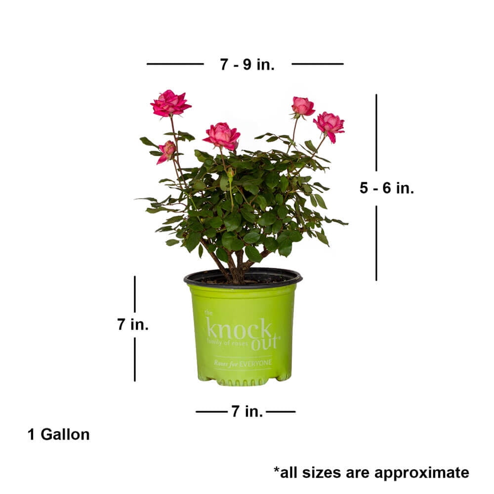 The Knock Out® Family of Roses 'The Pink Double Knock Out® Rose