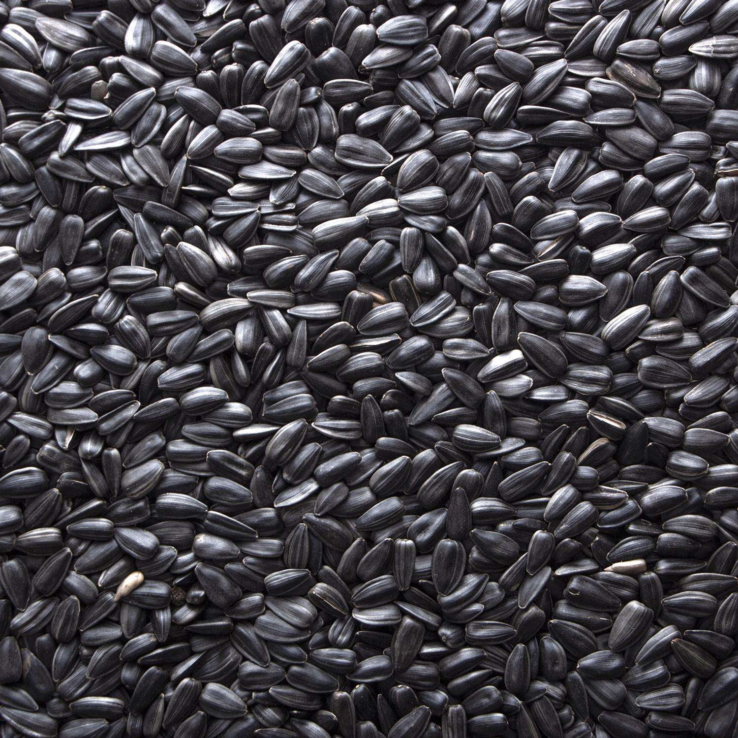 Meadow Ridge Farms B200040 Wild Bird Food, Black Sunflower, 40 Lbs. - Quantity 1