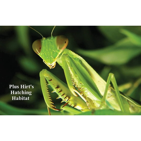 Praying Mantis 2 Egg Cases 100 - 400 Babies with Hirt's Hatching Habitat