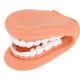 thumbnail image 1 of Modelo de dientes humanos Modelo de dientes estándar dental Modelo de dientes para enseñanza Modelo de dientes dentales Modelo de enseñanza de dientes, 1 of 7