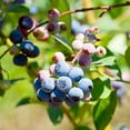 thumbnail image 2 of Expert Gardener 1-1.5 ft tall Brightwell Rabbiteye Blueberry Live Shrub in 1-Gallon Grower Pot, 2 of 2