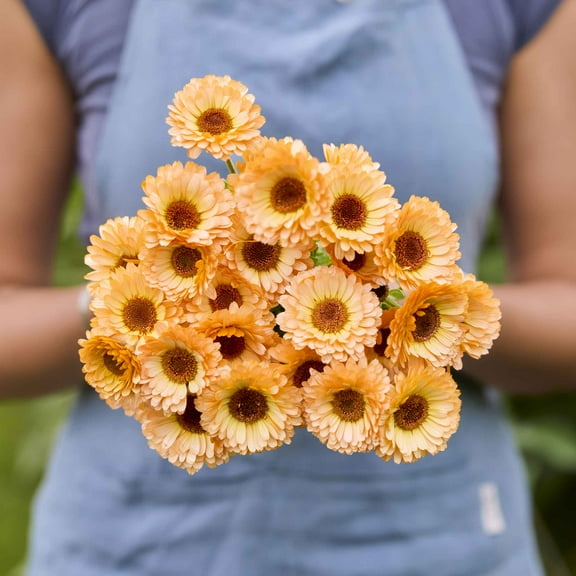 Eden Brothers Calendula Seeds - Pink Surprise