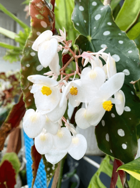 Begonia Plants Live, Rare Begonias Indoor Growing, Hanging Basket, Starter 5 to 9 Inc Tall (Maculata Angel Wing Polka Dot)