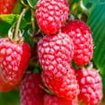 thumbnail image 6 of Set 4 Raspberry Plants Live 5 To 8 Inch Tall, Raspberry Bush Live Plants, Sweet Raspberries Fruit Seedlings (Mixed Raspberry), 6 of 6