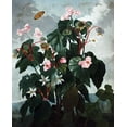 thumbnail image 2 of Thornton, Dr R 12x14 White Modern Wood Framed Museum Art Print Titled - Begonia, 2 of 4