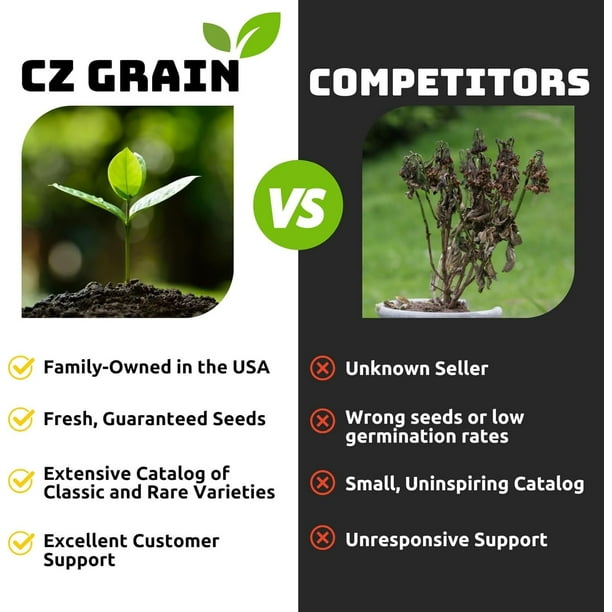 CZ Grain 30 Fuchsia Gum Bonsai Tree Plant Seeds - Walmart Business