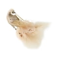 thumbnail image 2 of Rongfmy Christmas Tree Hanging Ornament, Christmas Decoration, Xmas Tree Decor for Dorm, Bird, 2 of 9