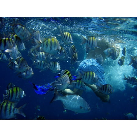 Canvas Print Swim Aruba Man Fins Diving Underwater Sea Fish Stretched Canvas 10 x (Best Time To Fish In Aruba)