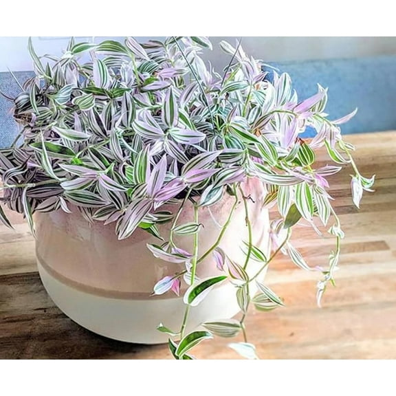 4 Lavender Haze Wandering Jew Cuttings to Grow - Lavender Fluminensis Variegated Tradescantia - Easy to Grow Wandering Jew, Wandering Dude