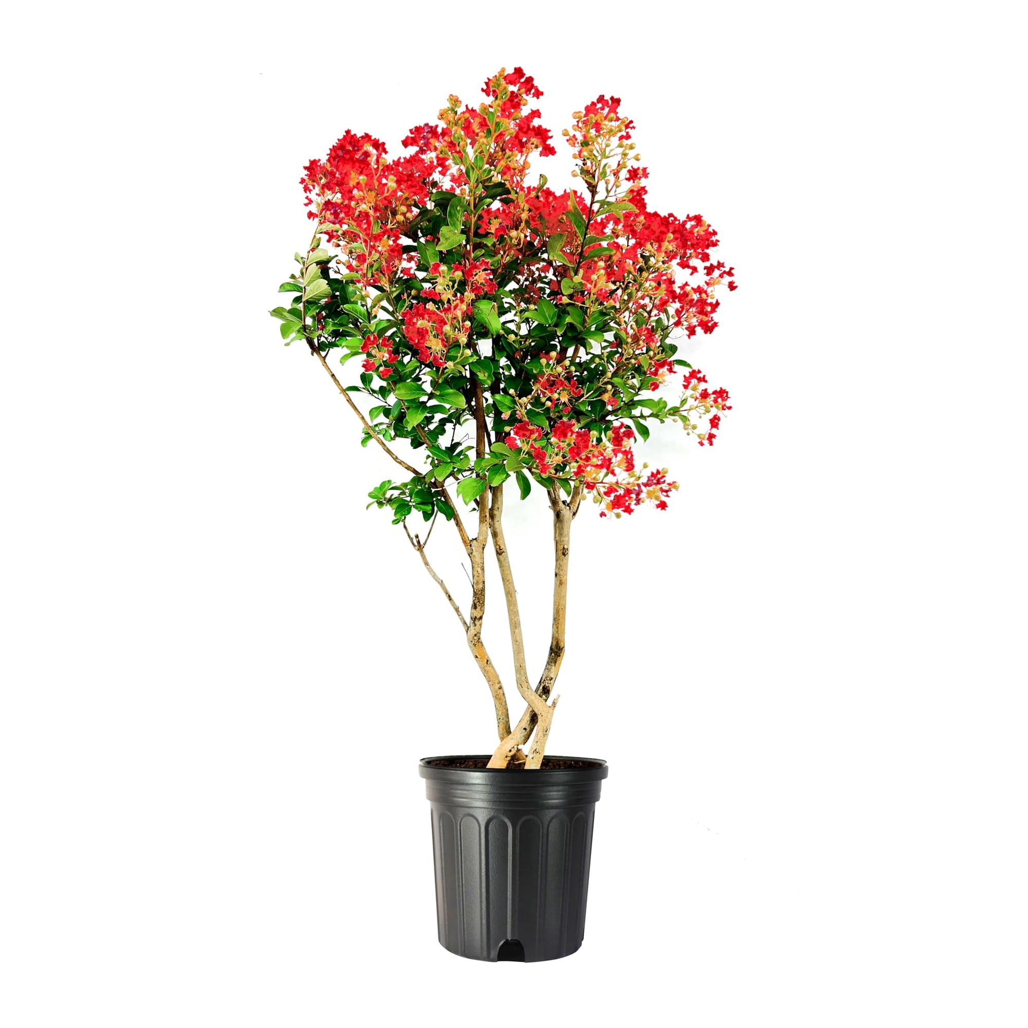 Crape Myrtle Red Rocket 3 Extra Large 3 Gallon Plants Vivid Scarlet Blooms, Live Plant, Striking Ornamental Shrub for Vibrant Garden Displays