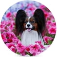 thumbnail image 3 of GZHJMY 4Pcs Round Papillon Dog in Pink Flowers Garden Ceramic Coasters with Cork-Backed for Coffee Drink, Cup Mat Absorbent Stone Coasters, 3 of 5