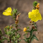 Plant Good Seed Large Flowered / Magic Evening Primrose Seed Packet Perennial Yellow Flower Full Sun