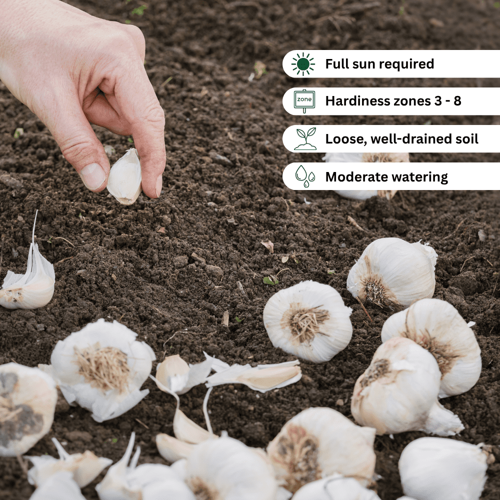 0.5Lb Mix Garlic Bulbs for Planting, Assorted Heirloom Garlic Bulbs, Hardy Garlic Buls for Container and Outdoor Garden