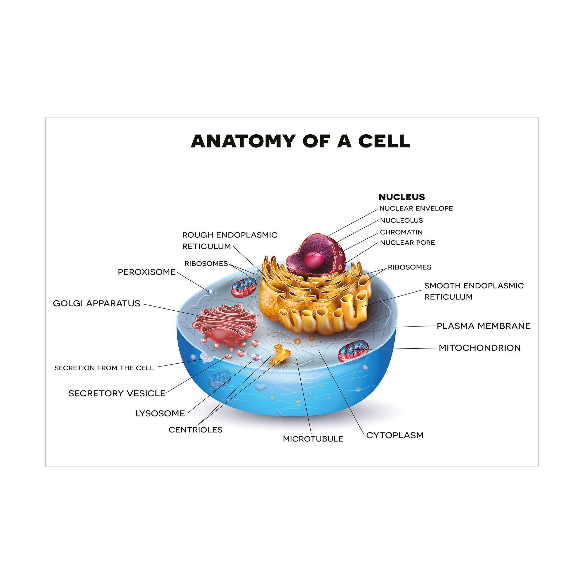 Science Jigsaw Puzzle, Cell Anatomy Microscopic Components Colorful