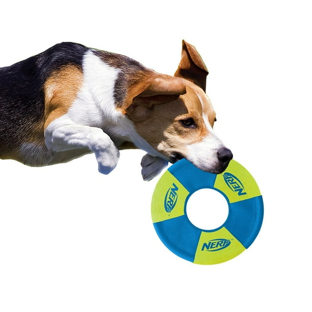 Nerf dog frisbee on sale walmart