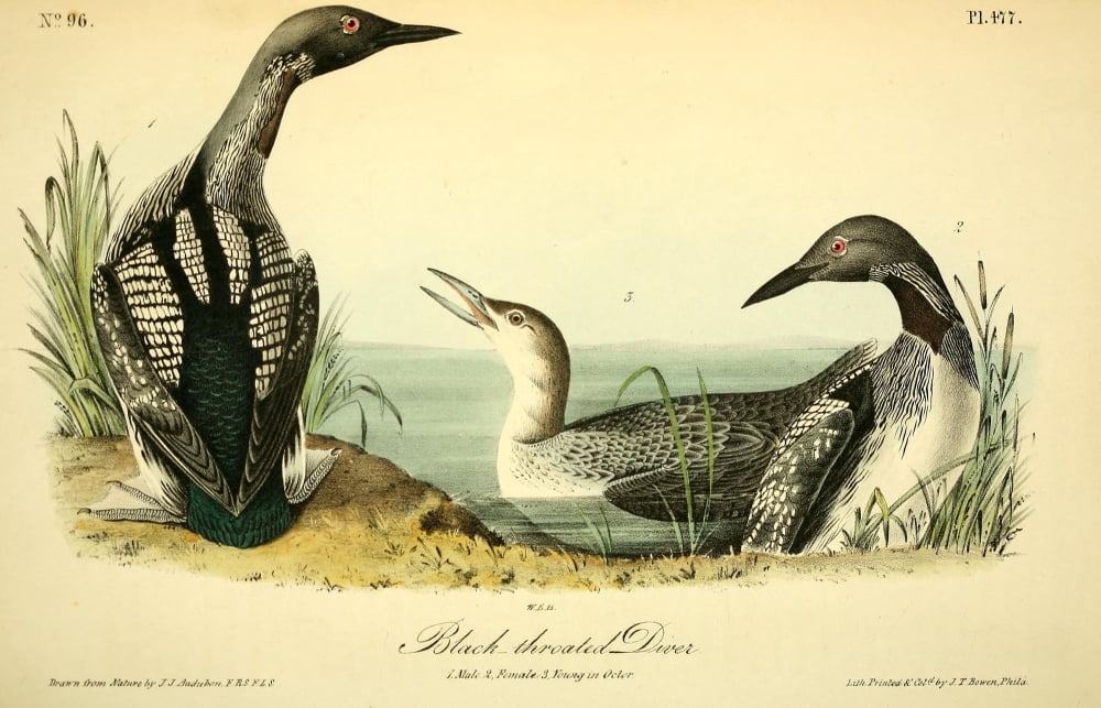 Birds Of America 18