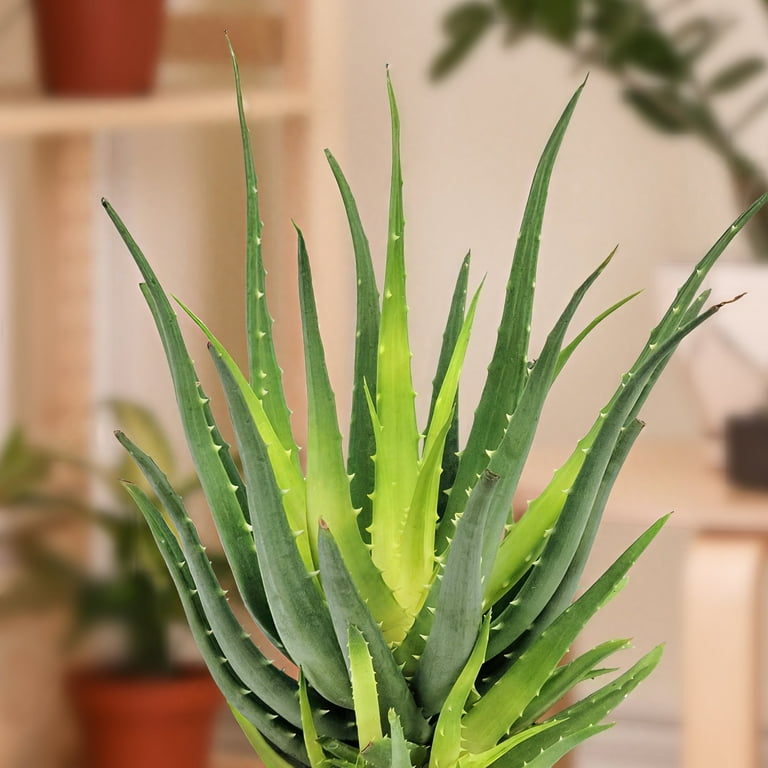 aloe vera stomaco Succo di Aloe Vera Salugea Integratore 100% puro e biologico